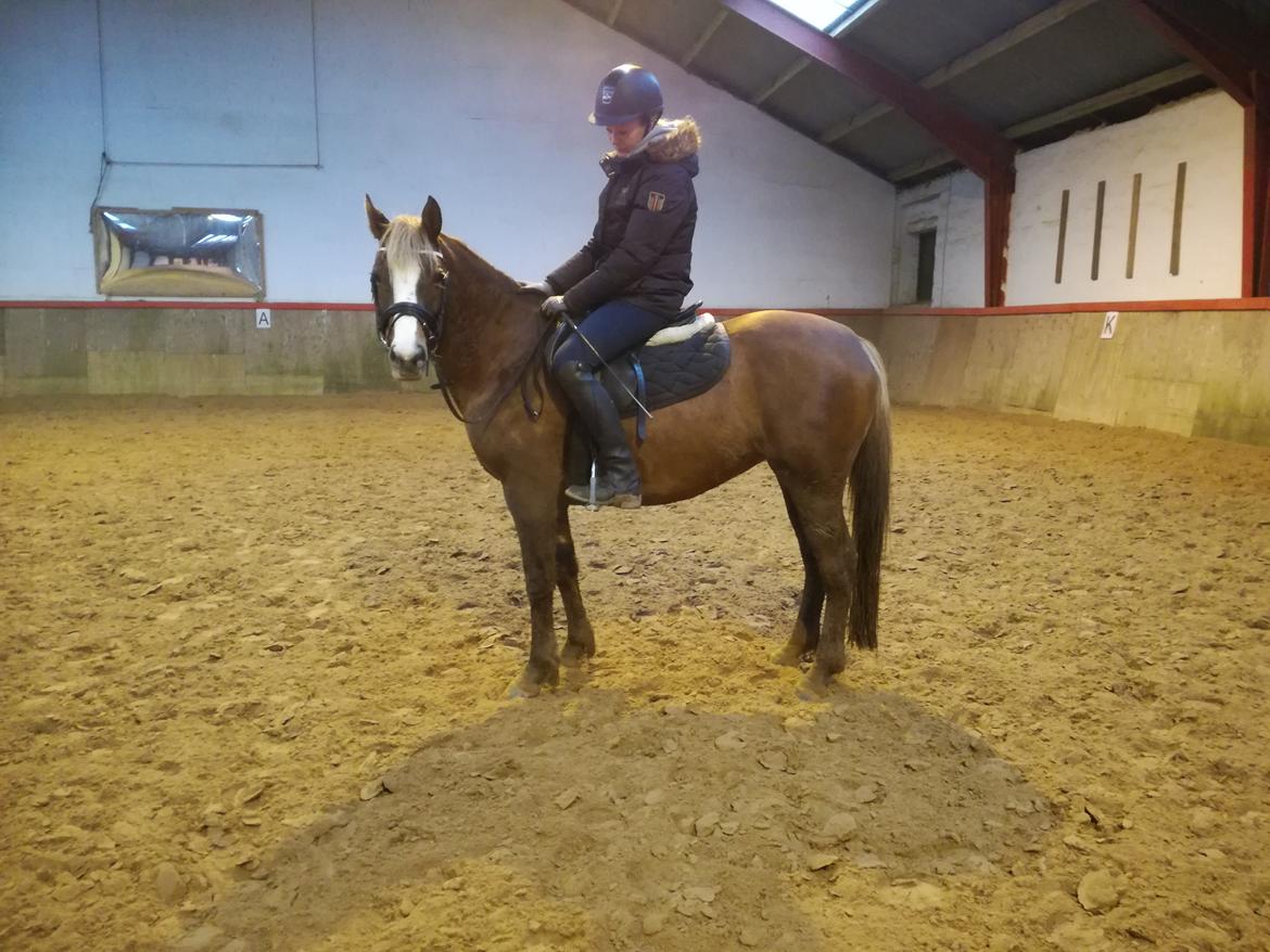 Anden særlig race Rosenkildes deeba - Januar 2018 billede 2