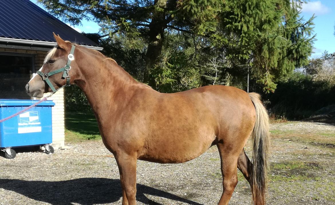 Anden særlig race Rosenkildes deeba - Sommer 2017 - nogle der sagde sommer-FED?  billede 4