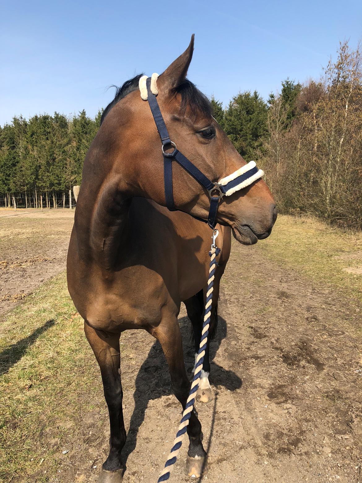 Dansk Varmblod Kragbech's Civic billede 11