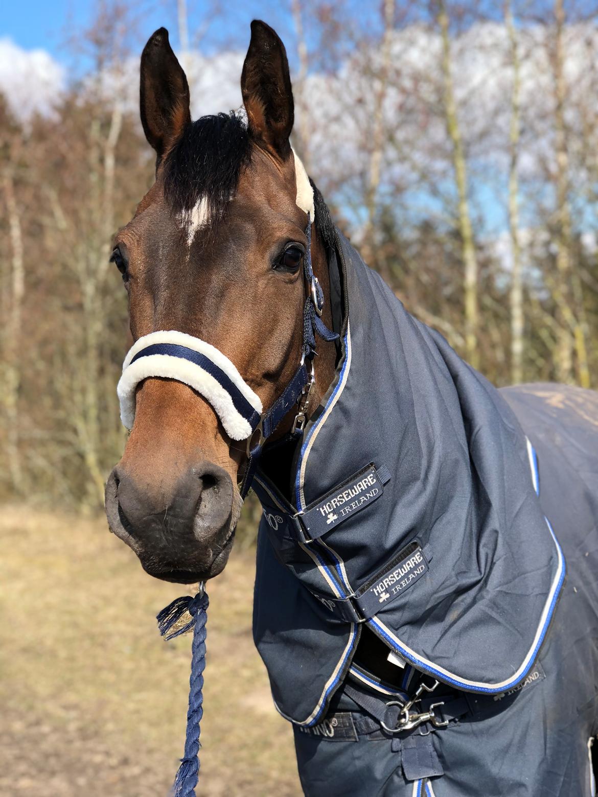 Dansk Varmblod Kragbech's Civic billede 4