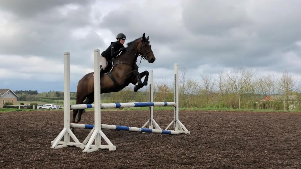 Dansk Varmblod Kragbech's Civic billede 14