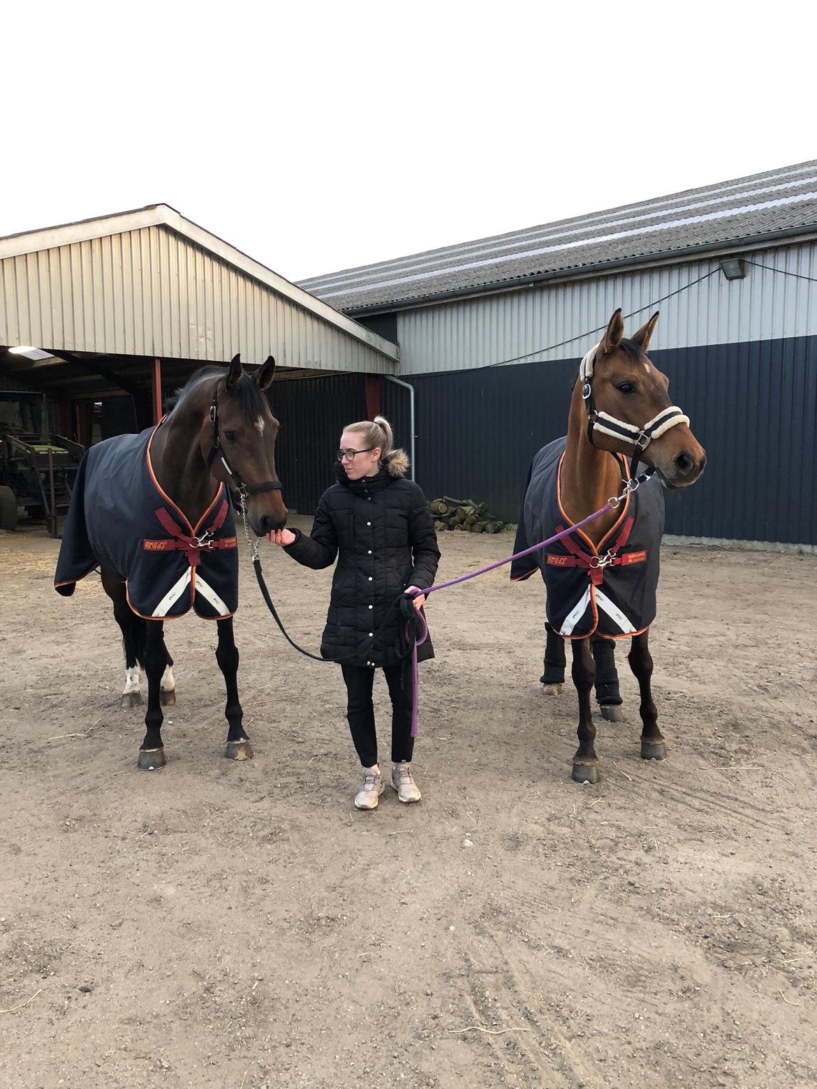 Dansk Varmblod Kragbech's Civic - Mine to tøser  billede 6