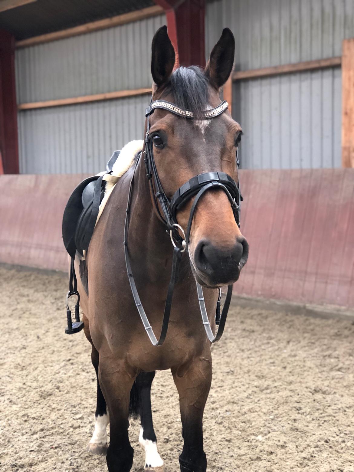 Dansk Varmblod Kragbech's Civic billede 8