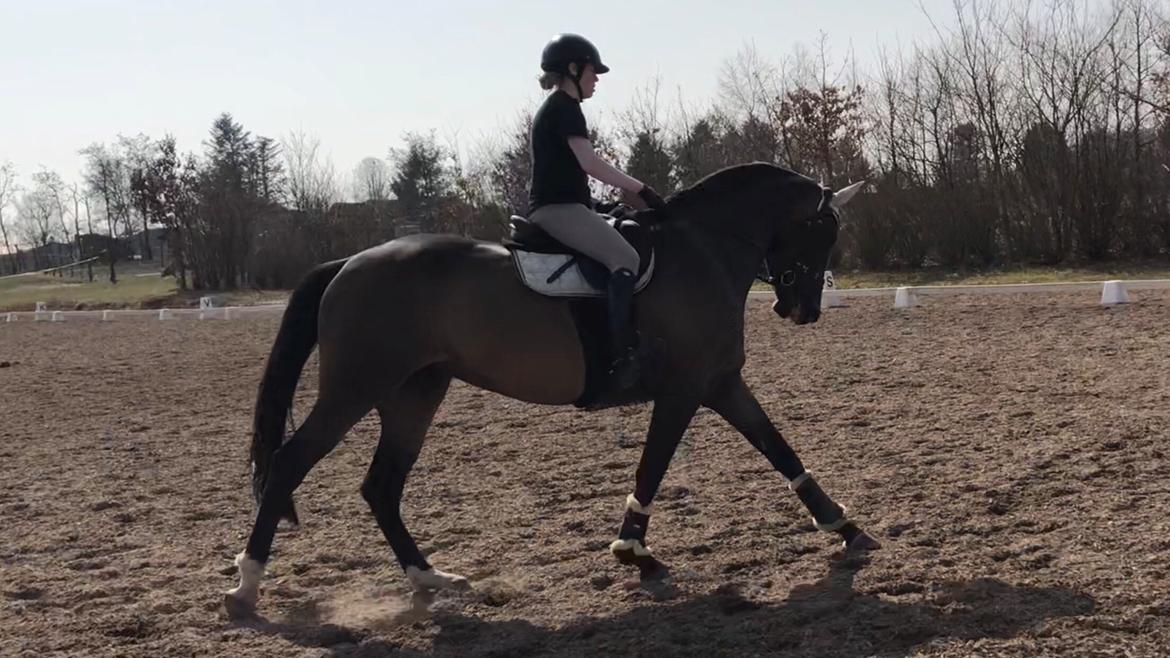 Dansk Varmblod Kragbech's Civic billede 3