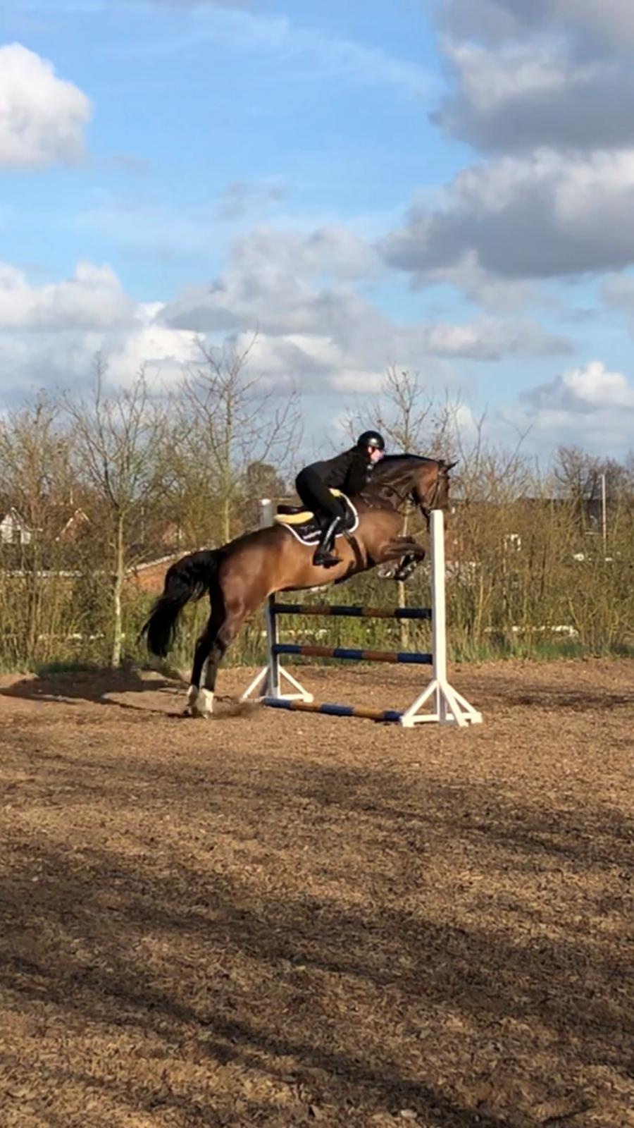 Dansk Varmblod Kragbech's Civic billede 12