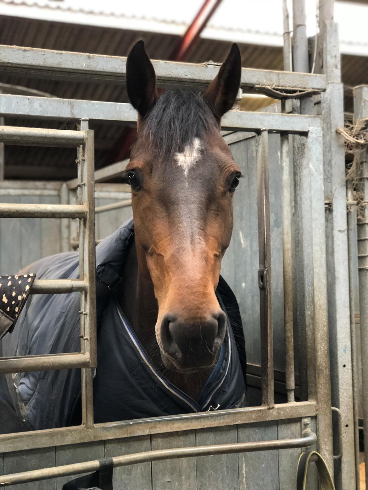 Dansk Varmblod Kragbech's Civic billede 16