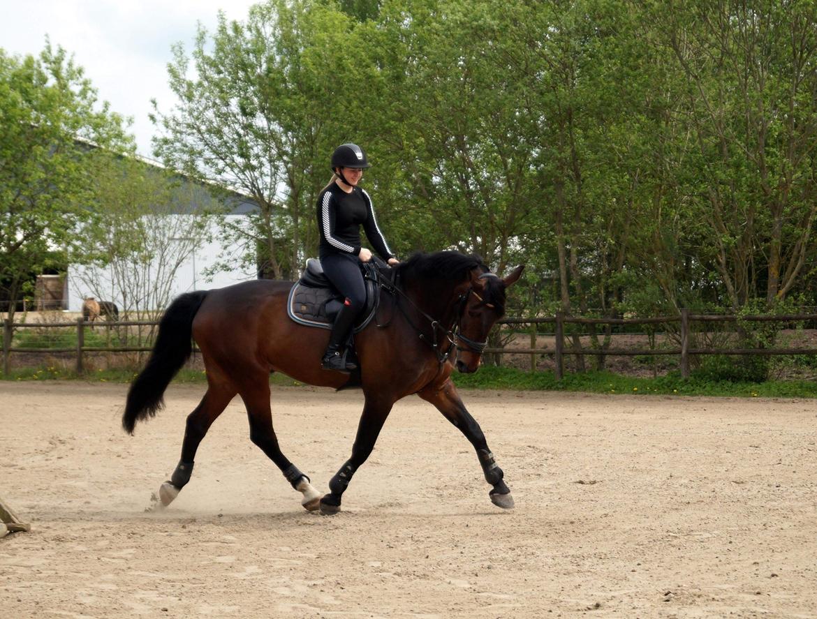 Oldenborg Cornett  billede 9