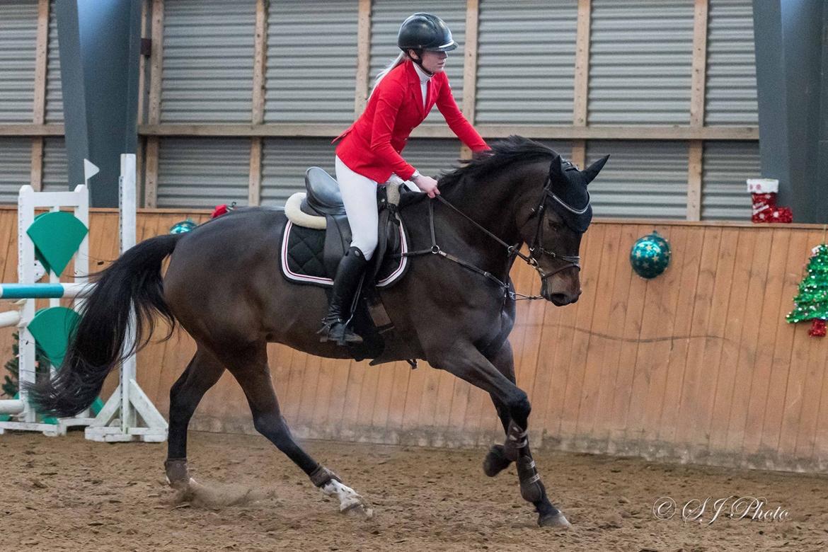 Dansk Varmblod Kragbech's Civic billede 9