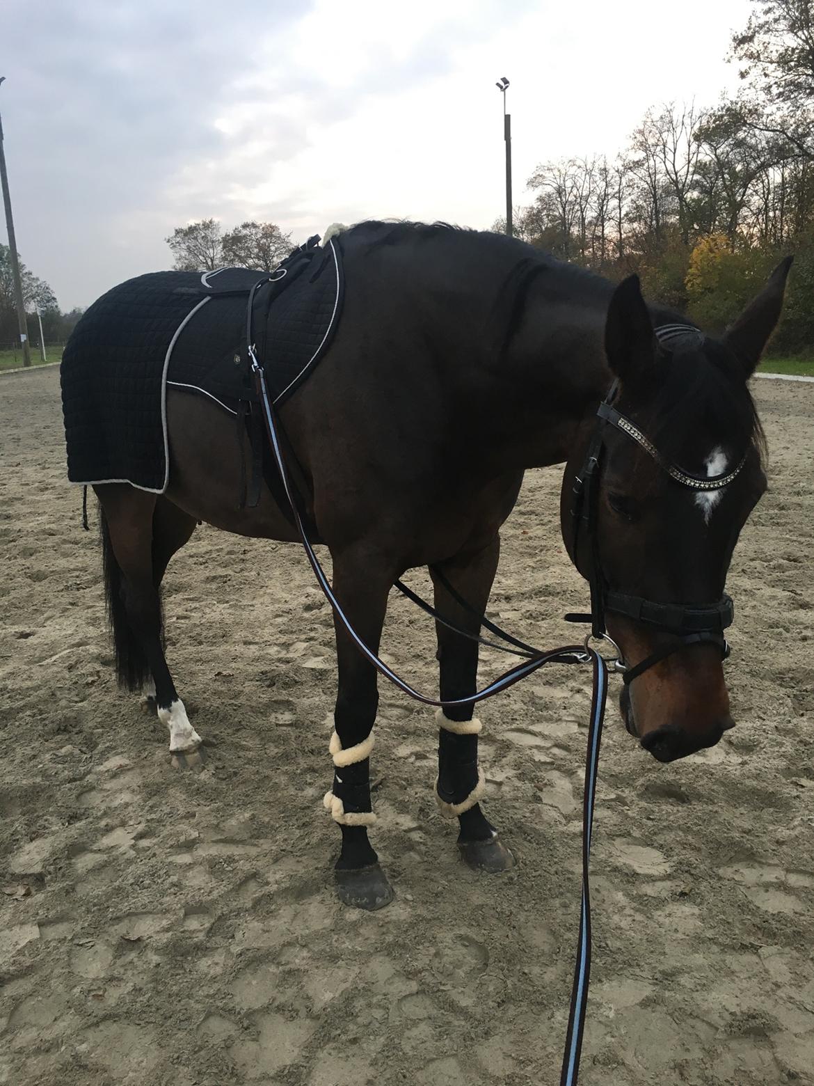 Dansk Varmblod Kragbech's Civic billede 13