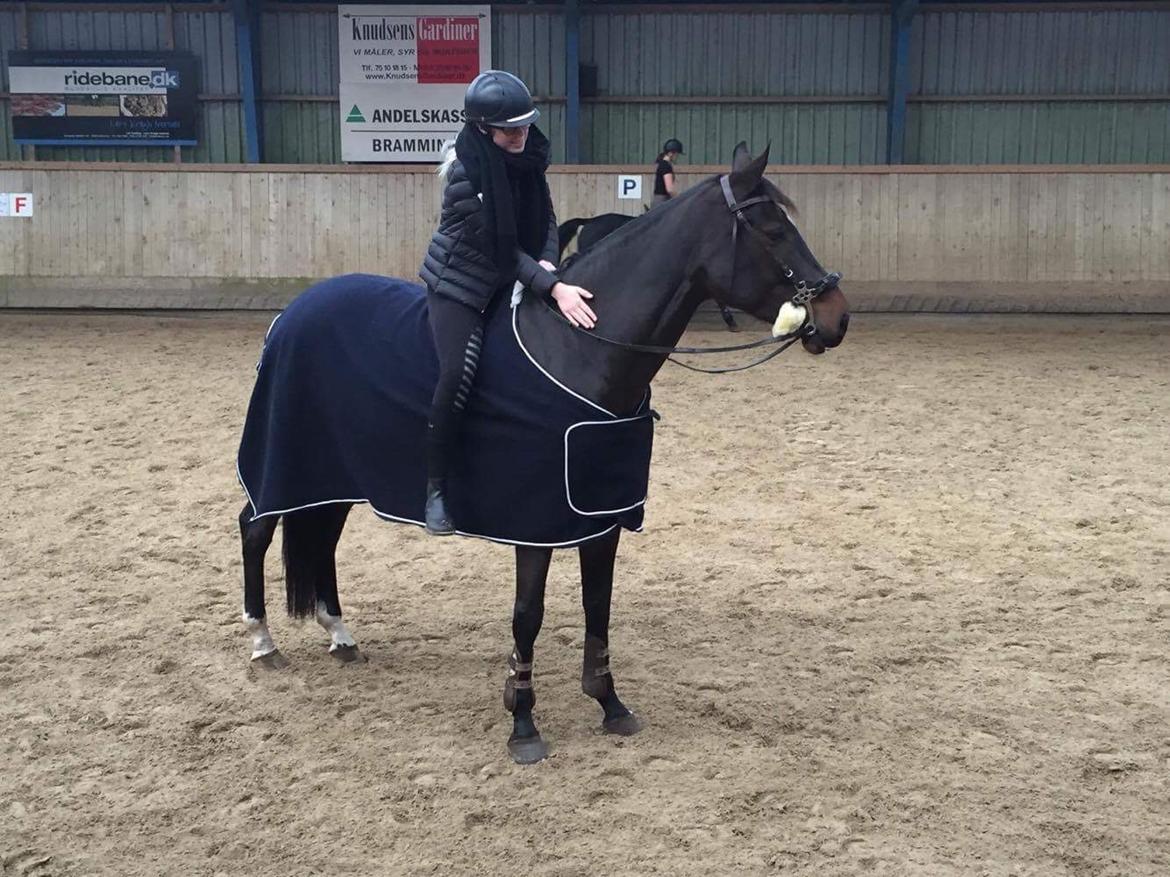 Dansk Varmblod Kragbech's Civic billede 17