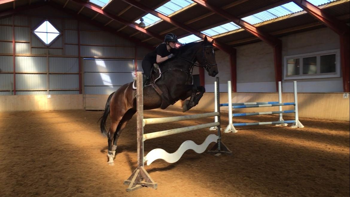 Dansk Varmblod Kragbech's Civic billede 18