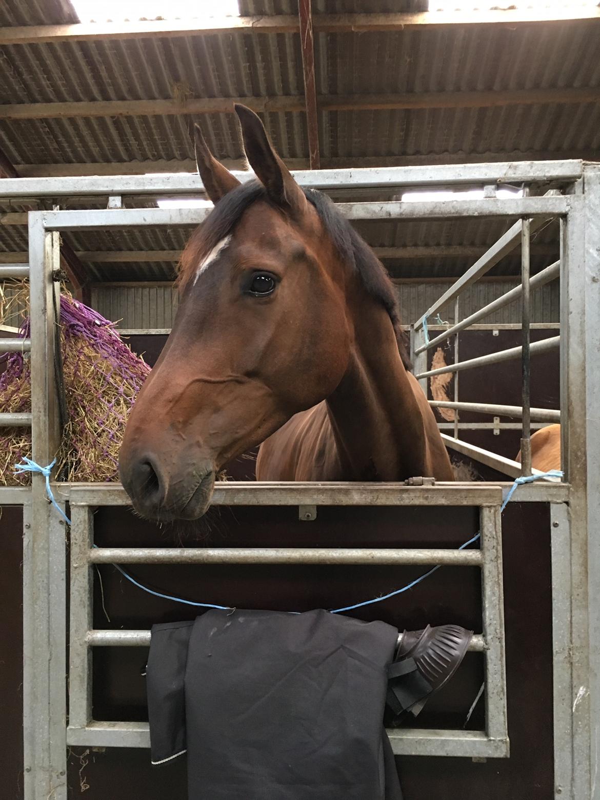 Dansk Varmblod Kragbech's Civic billede 10