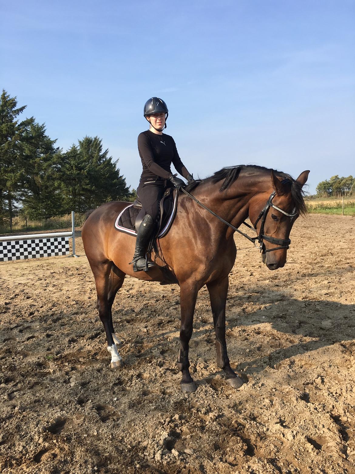 Dansk Varmblod Kragbech's Civic billede 19