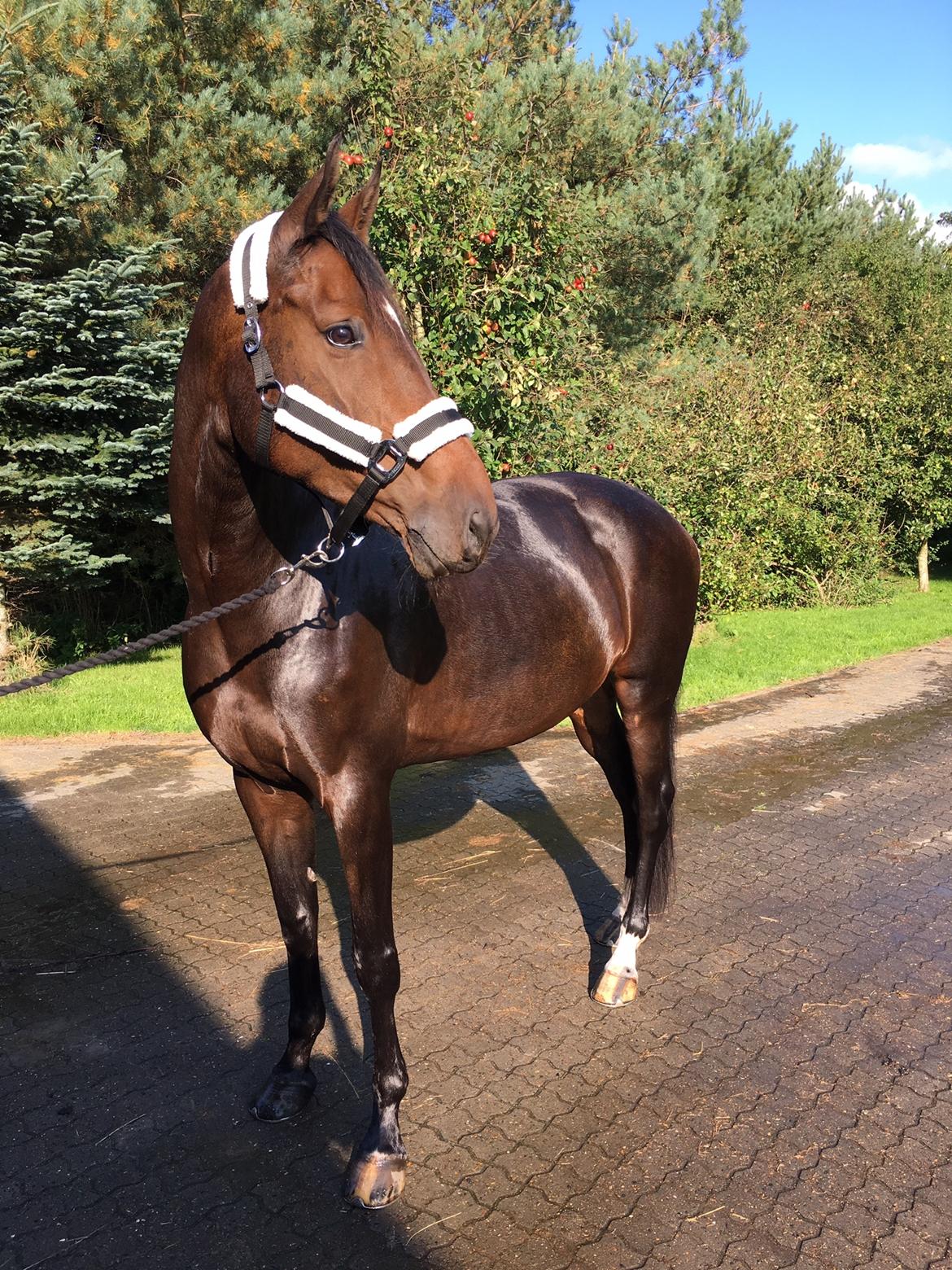 Dansk Varmblod Kragbech's Civic billede 5