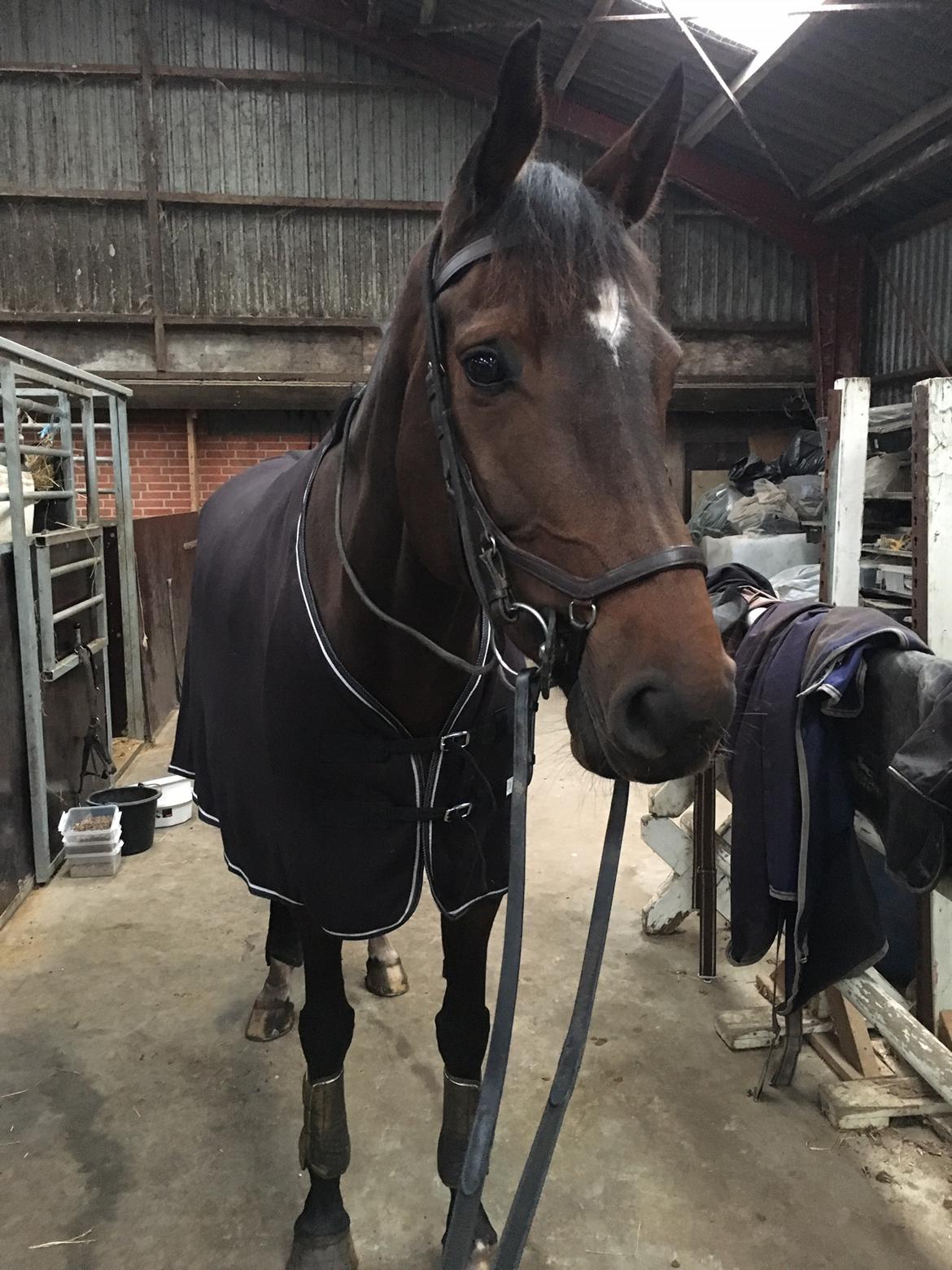 Dansk Varmblod Kragbech's Civic billede 15