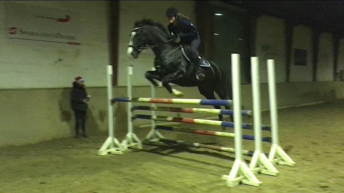 Fuldblod (XX) Dessiere - Højdespring - 130cm billede 3