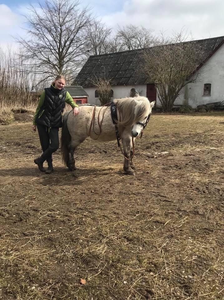 Welsh Mountain (sec A) Team J Nielsen's Felix billede 14