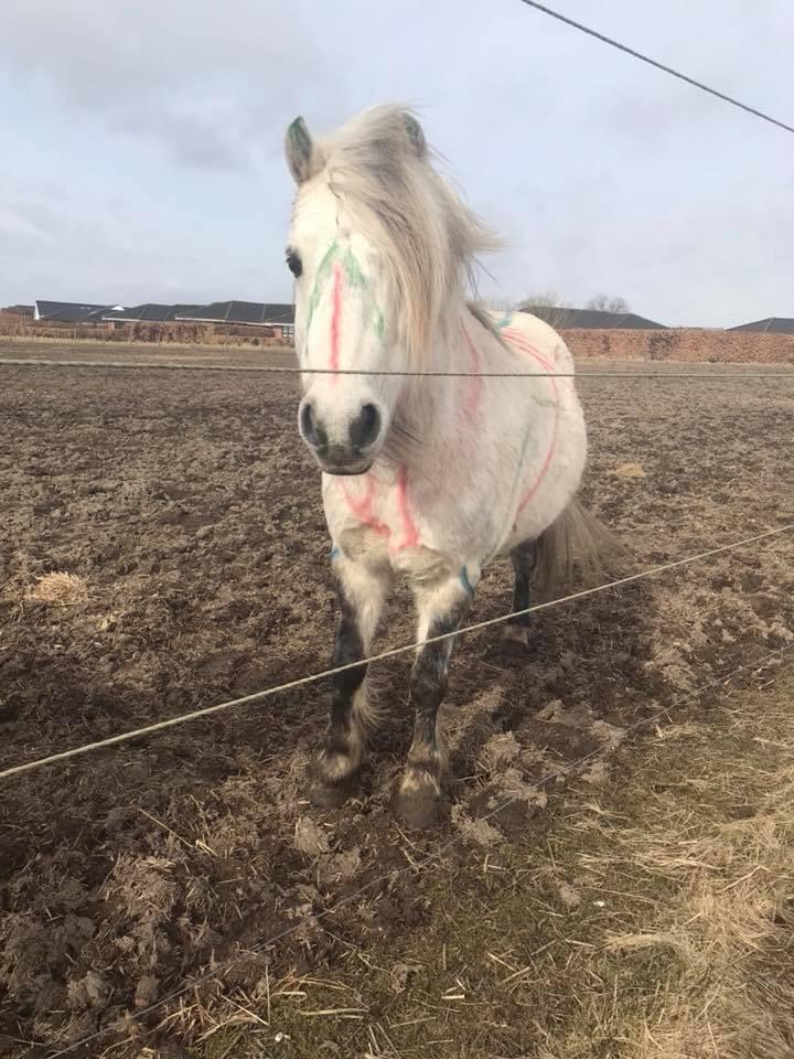 Welsh Mountain (sec A) Team J Nielsen's Felix billede 13