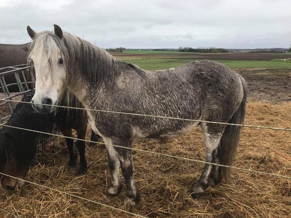 Welsh Mountain (sec A) Team J Nielsen's Felix billede 16
