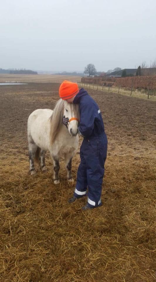 Welsh Mountain (sec A) Team J Nielsen's Felix billede 18