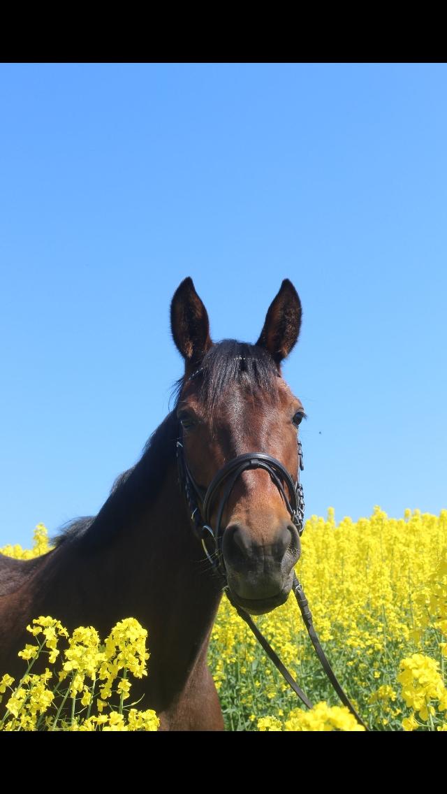 Traver Bette Nøk S billede 18
