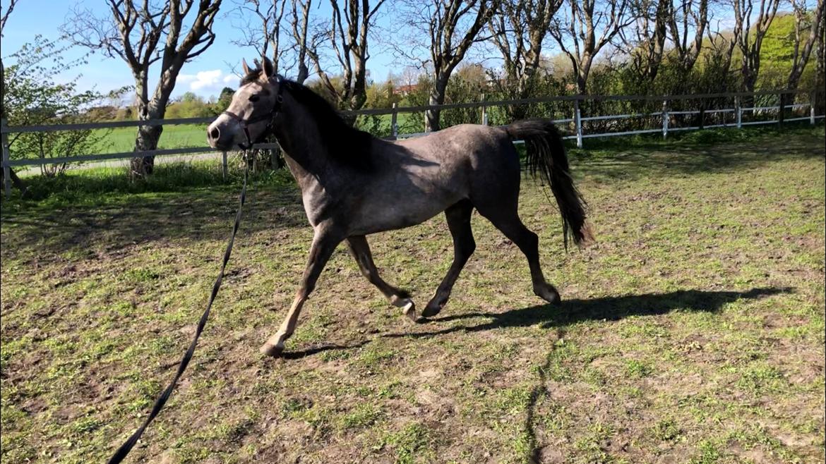 Arabisk fuldblod (OX) Dy ameer pasha ox billede 15