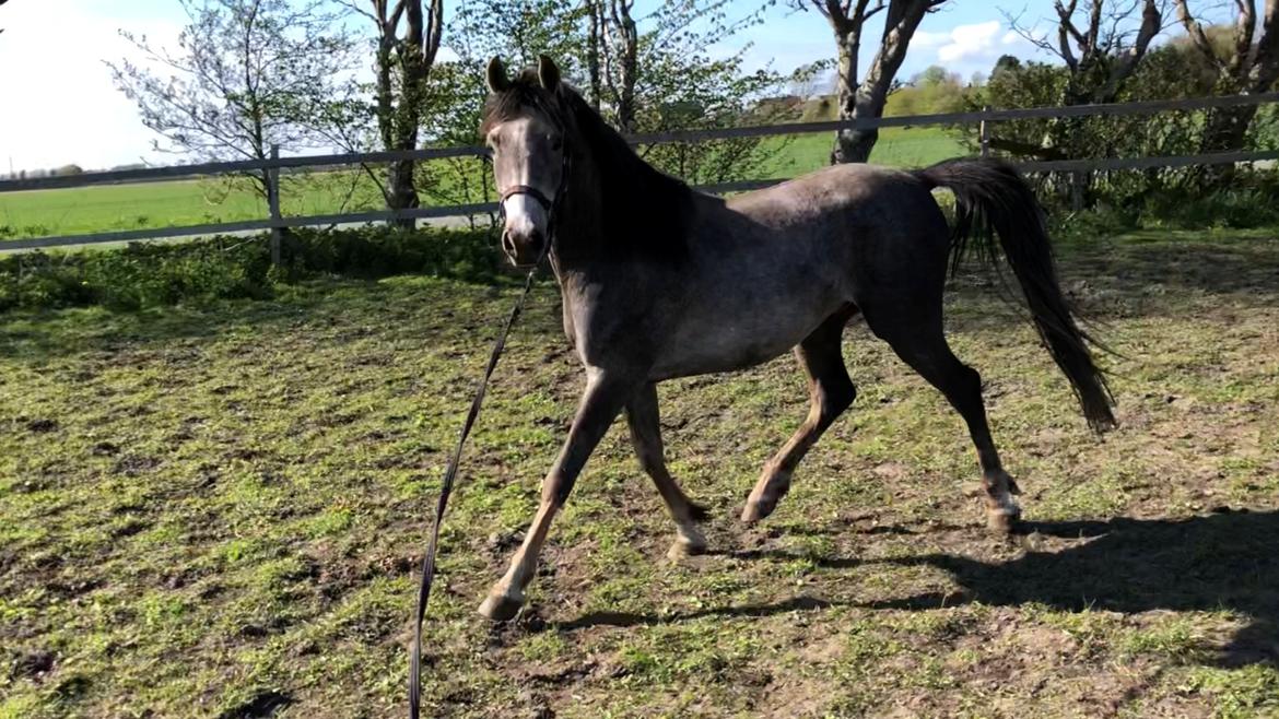 Arabisk fuldblod (OX) Dy ameer pasha ox billede 17