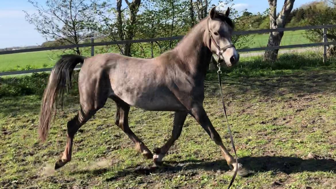 Arabisk fuldblod (OX) Dy ameer pasha ox billede 18