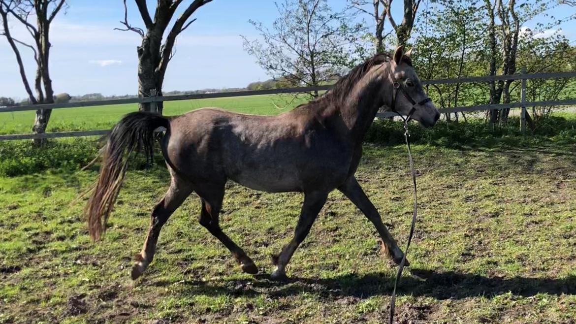 Arabisk fuldblod (OX) Dy ameer pasha ox billede 19