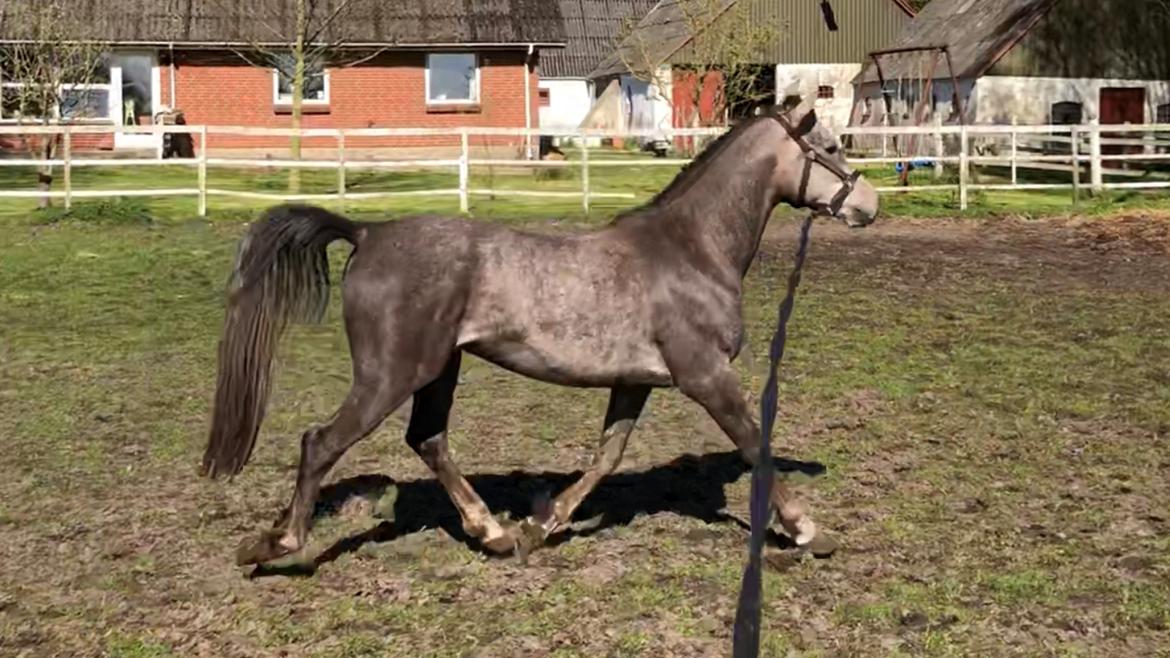 Arabisk fuldblod (OX) Dy ameer pasha ox billede 20