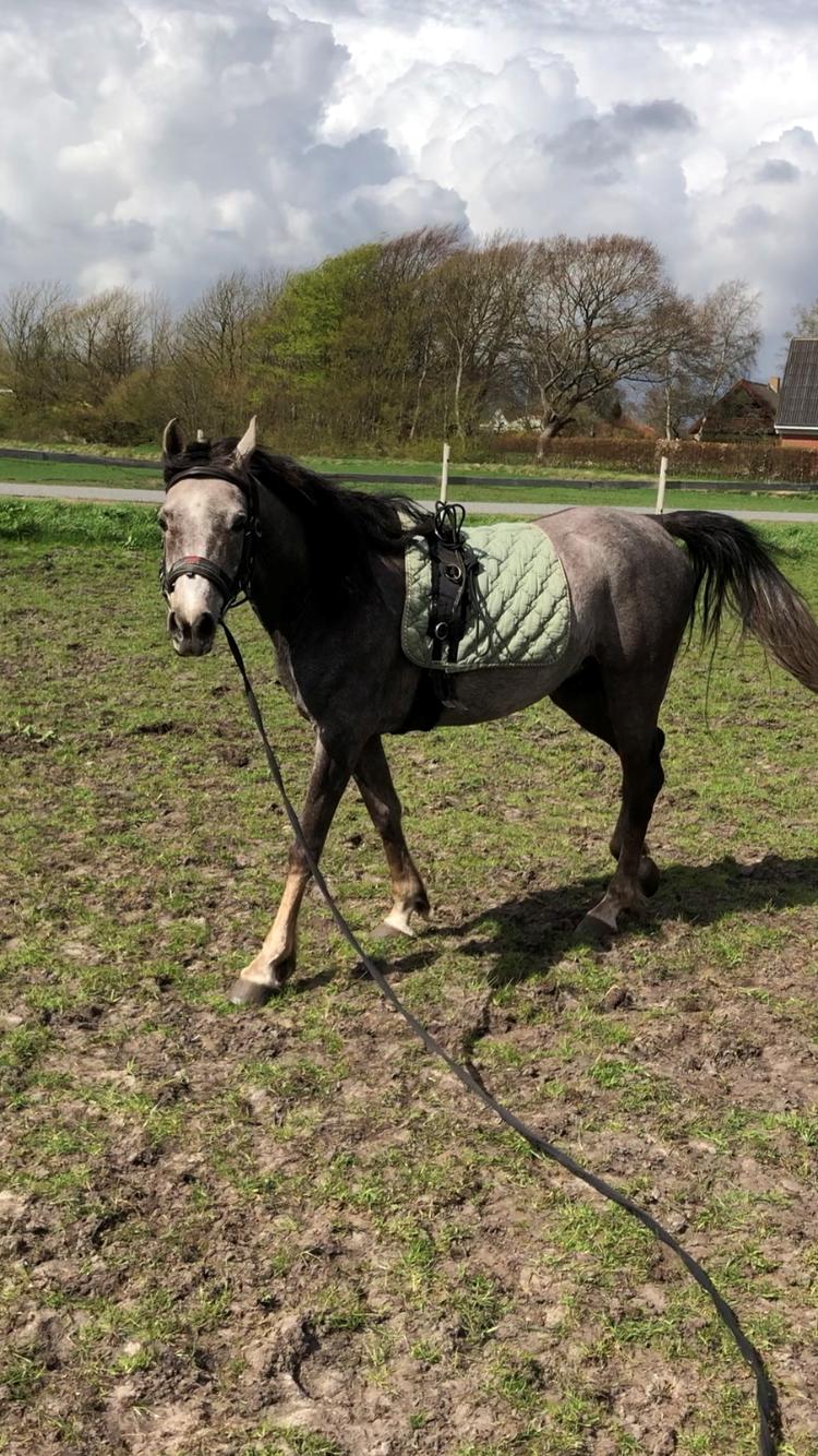 Arabisk fuldblod (OX) Dy ameer pasha ox billede 16