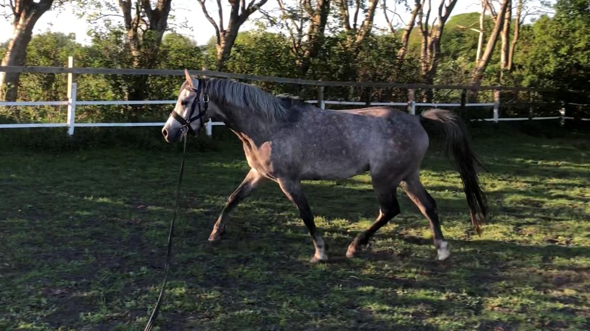 Arabisk fuldblod (OX) Dy zephyr ox billede 8