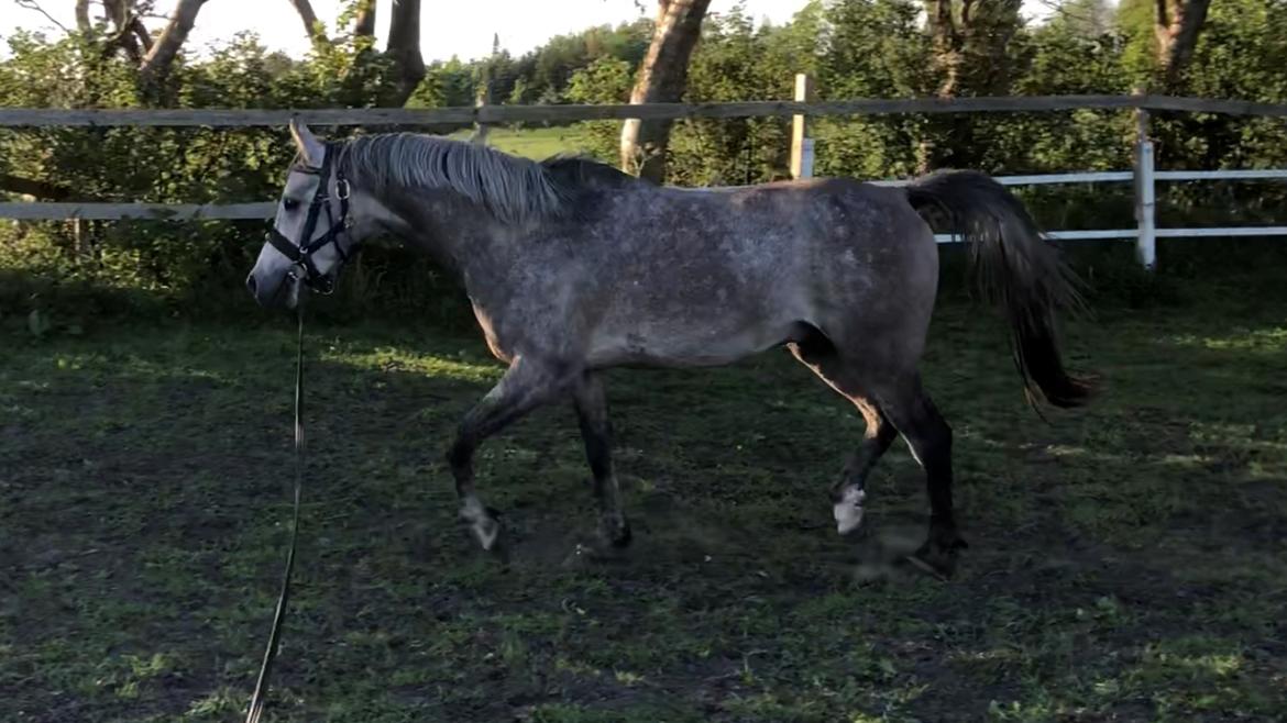 Arabisk fuldblod (OX) Dy zephyr ox billede 9