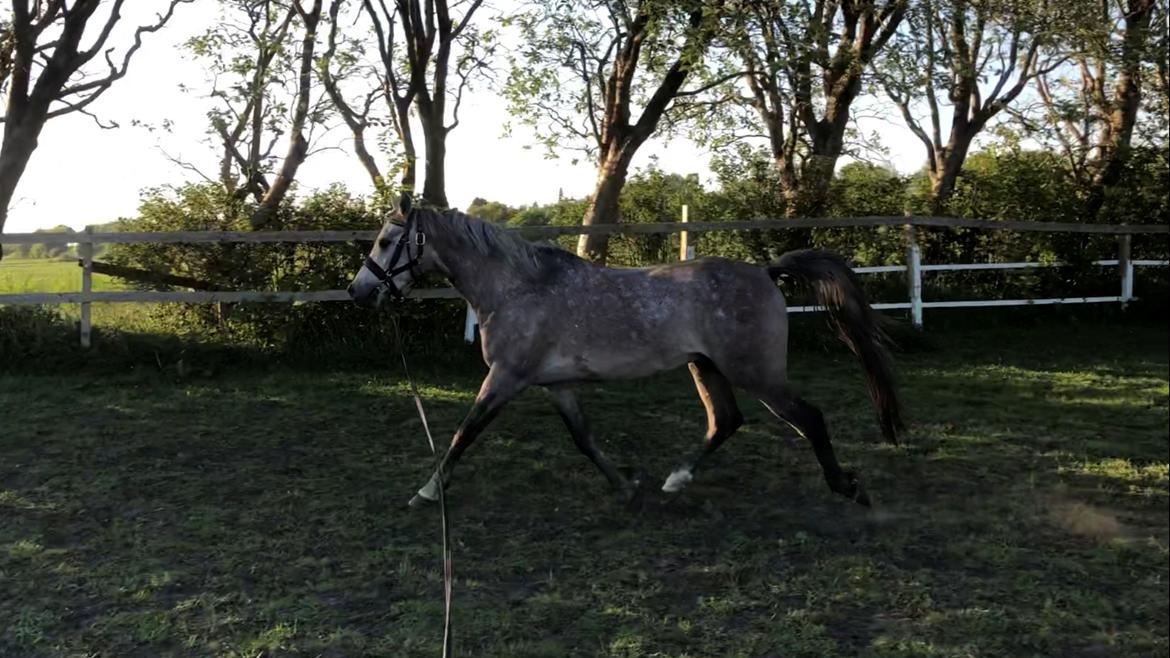 Arabisk fuldblod (OX) Dy zephyr ox billede 10