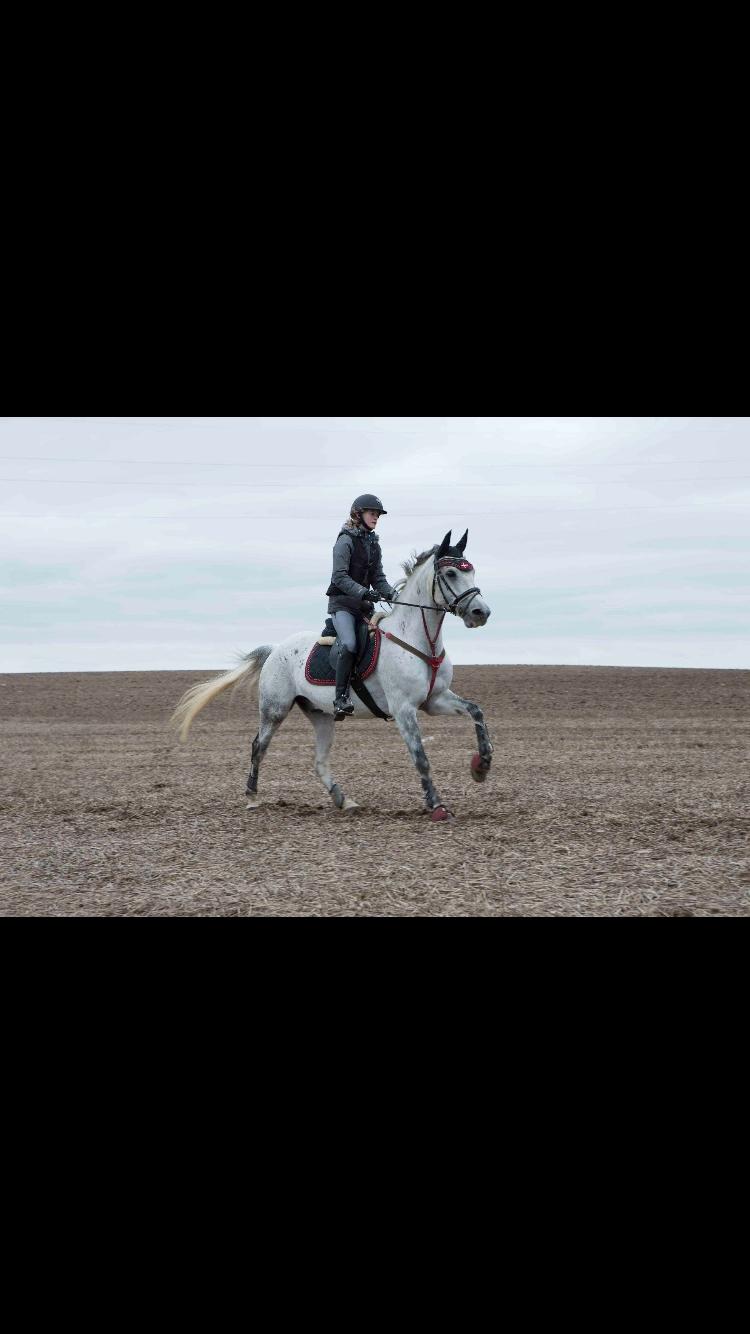 DSP Tovda's Almost perfect billede 16