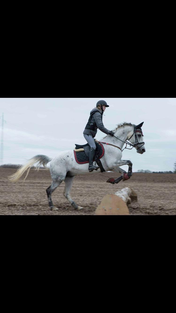 DSP Tovda's Almost perfect billede 18