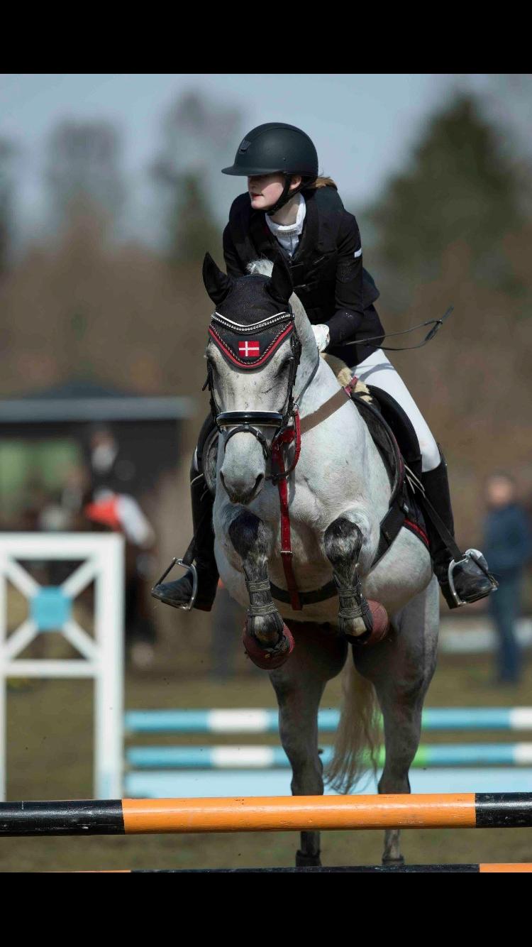 DSP Tovda's Almost perfect billede 13