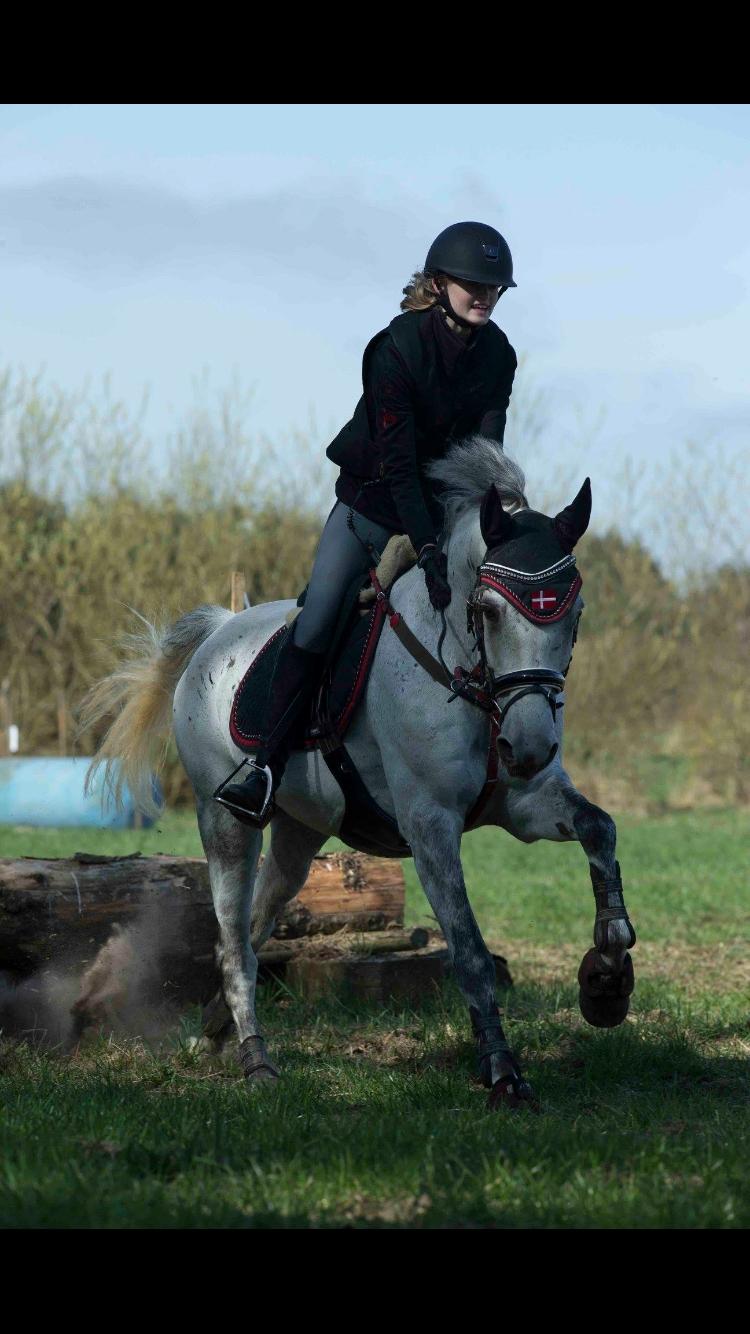 DSP Tovda's Almost perfect billede 15