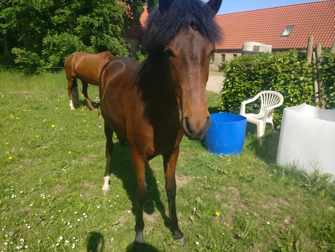 Paso-Peruanos Kinggardens Florita R.I.P. billede 1