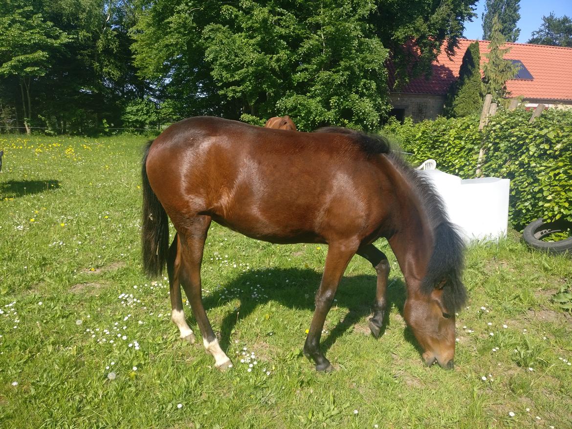 Paso-Peruanos Kinggardens Florita R.I.P. billede 2