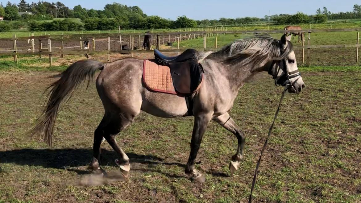 Arabisk fuldblod (OX) Dy zephyr ox billede 11