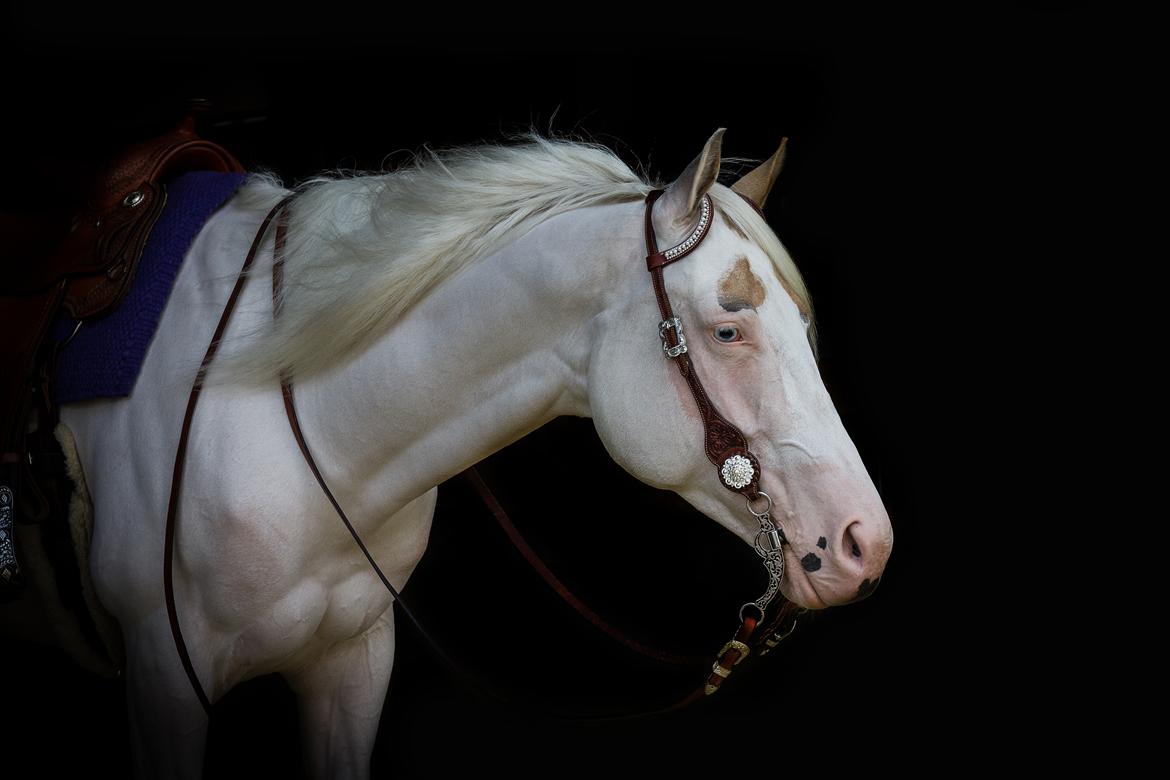 Paint CW Snow Qween billede 20