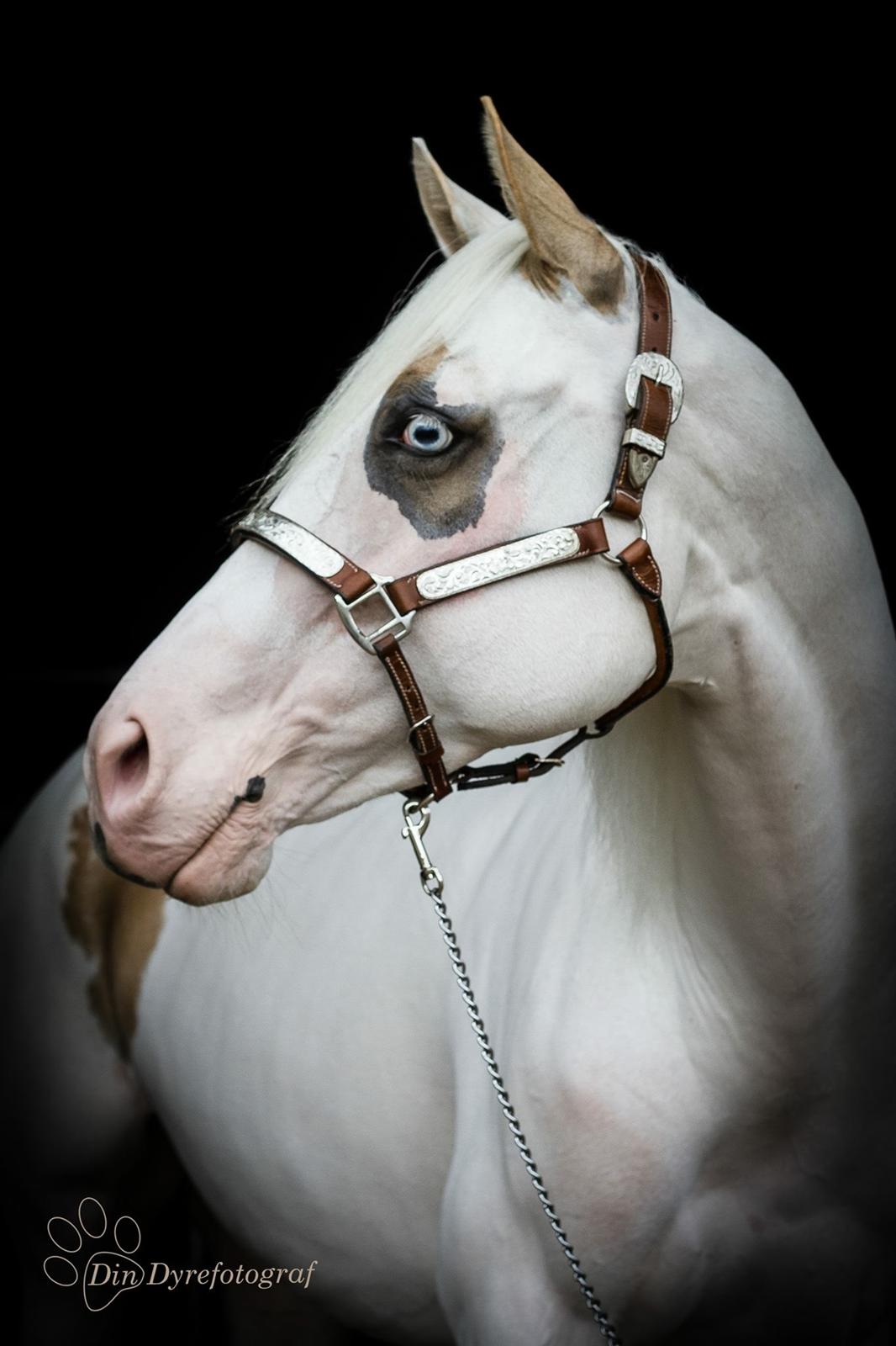 Paint CW Snow Qween billede 16