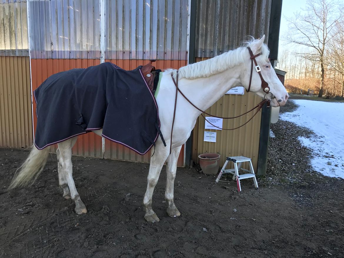 Paint CW Snow Qween billede 18