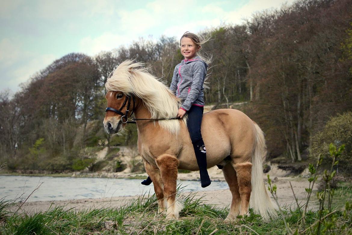 Shetlænder Dotzauers Frederik billede 16