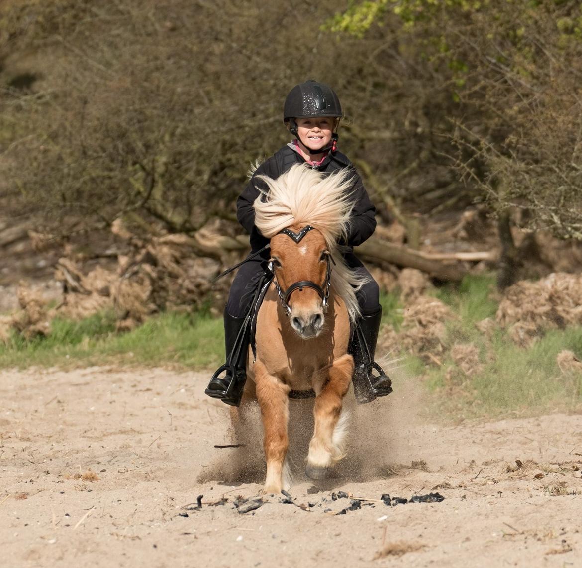 Shetlænder Dotzauers Frederik billede 17
