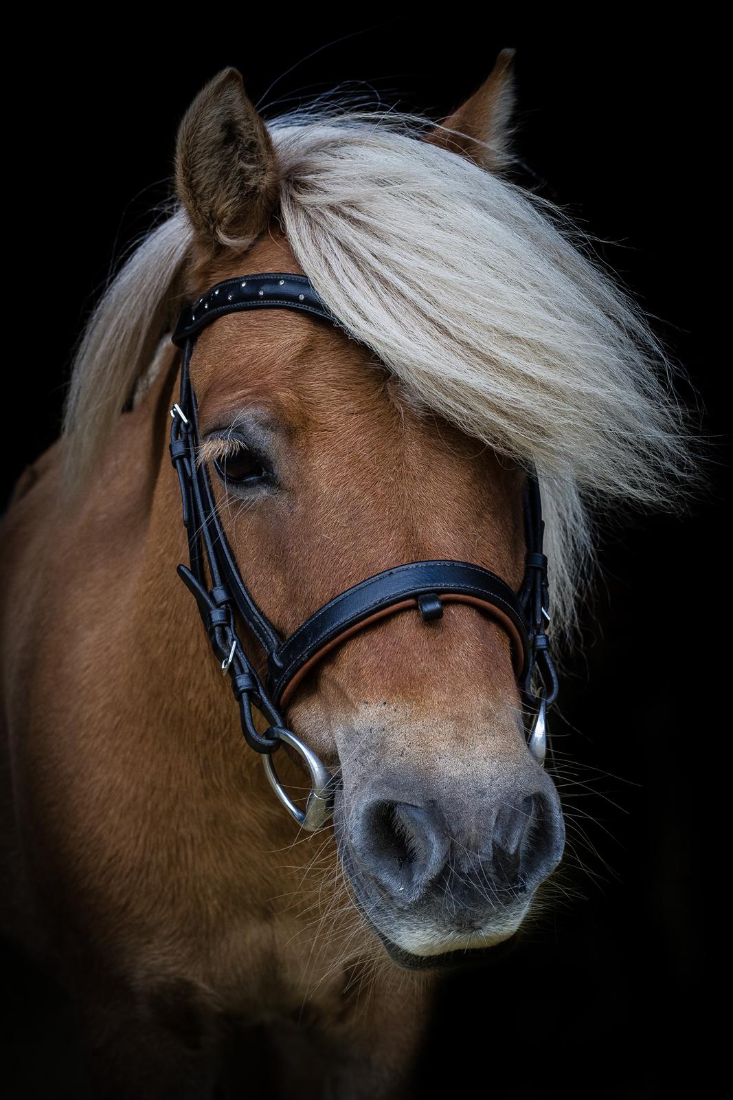 Shetlænder Dotzauers Frederik billede 18