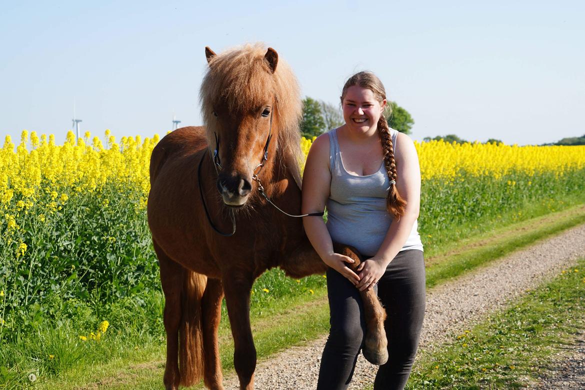 Islænder Gjöf fra Østervang billede 11