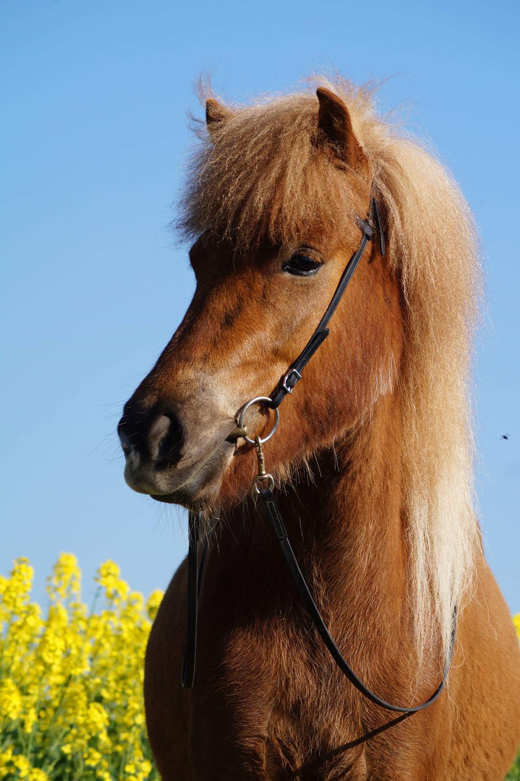 Islænder Gjöf fra Østervang billede 27