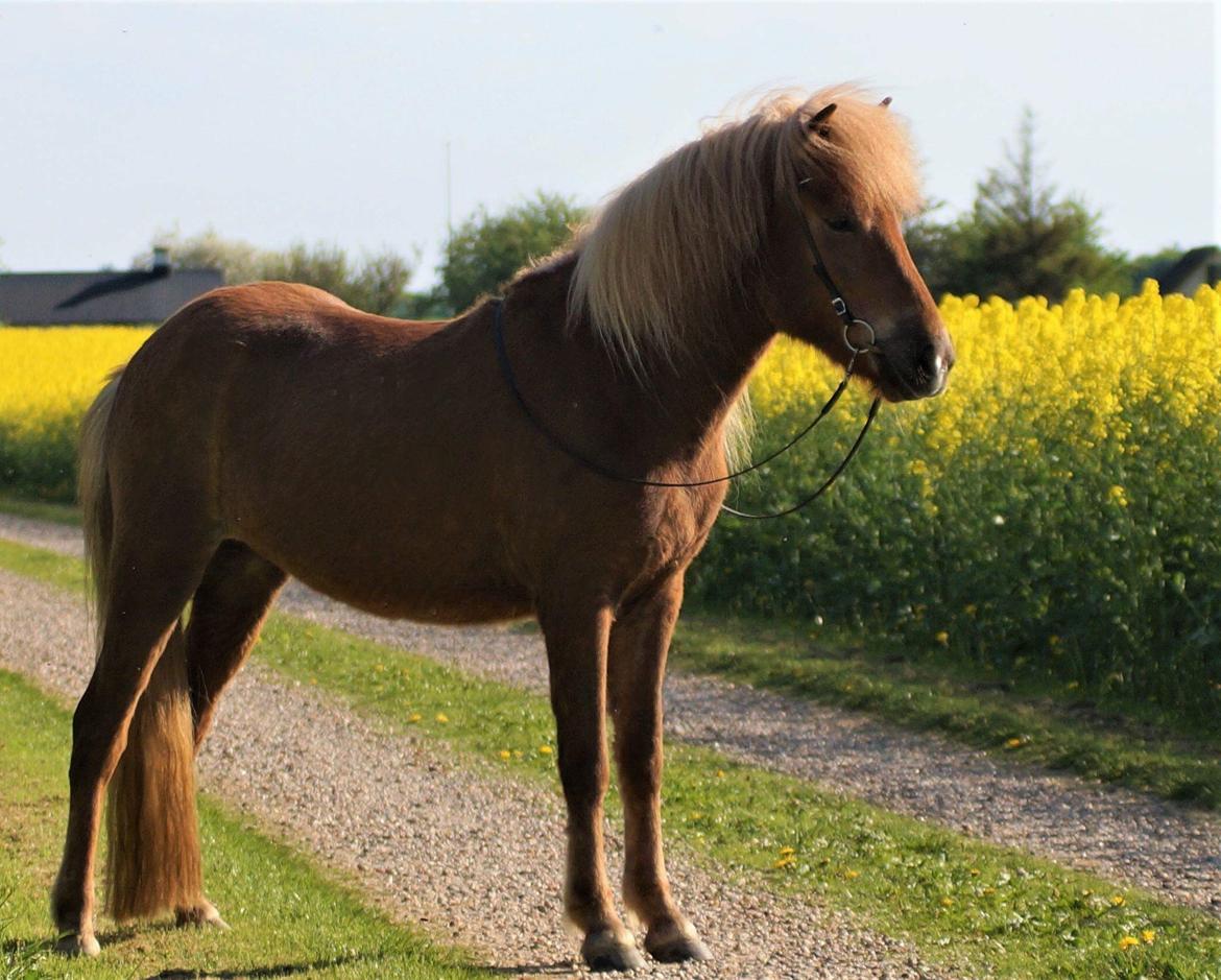 Islænder Gjöf fra Østervang billede 16